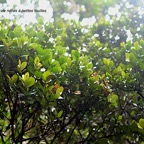 Eugenia buxifolia Bois de nèfles à petites feuilles Myrtaceae Endémique La Réunion 498.jpeg